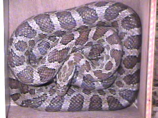 Great Plains Rat Snake