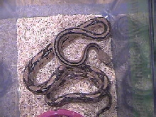 Trans Pecos Rat Snake