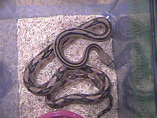 Trans Pecos Rat Snake