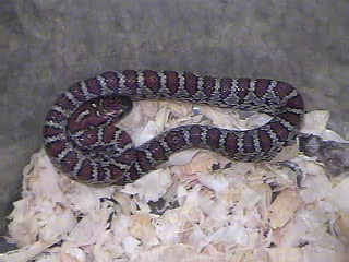 San Luis Potosi Kingsnake mex mex
