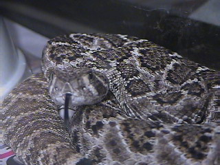 Atrox