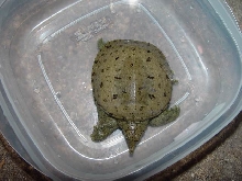 asian softshell ?