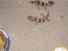 baby leo3
