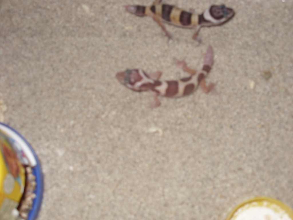 baby leo3