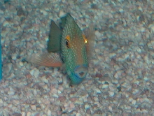Saltwater - Austin Aquariums