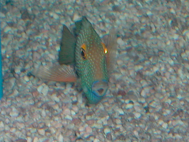 Saltwater - Austin Aquariums