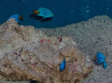 Saltwater - Austin Aquariums