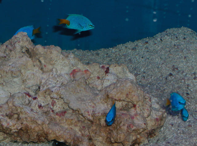 Saltwater - Austin Aquariums