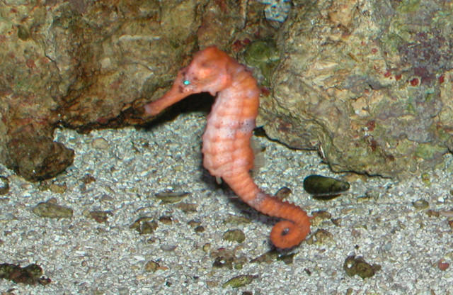 Saltwater Photos