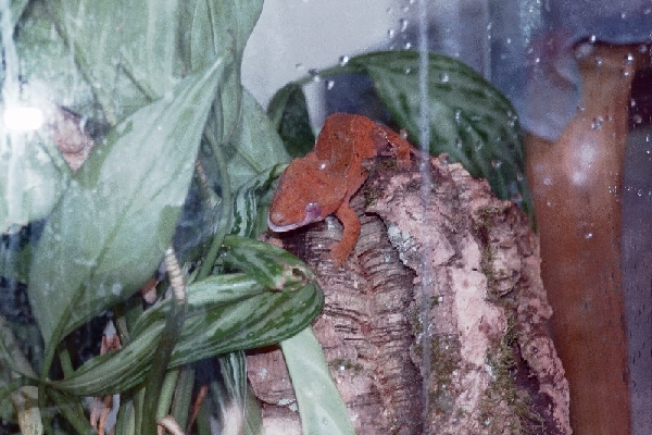 Red flame, female crested