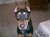 Puppy doberman