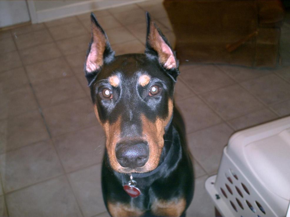 Puppy doberman