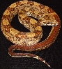 salomon male 06 66% het blood