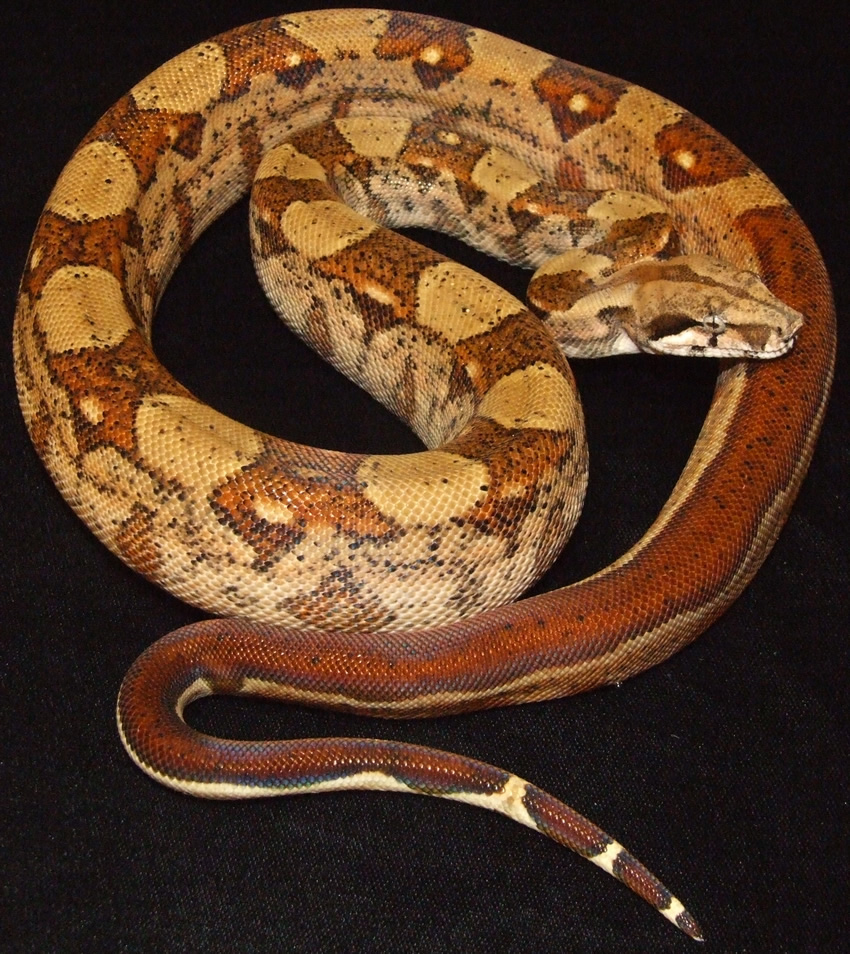 salomon male 06 66% het blood