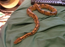 Sid My 4 yr. ball python