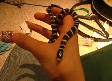 Nosferatu baby California Kingsnake