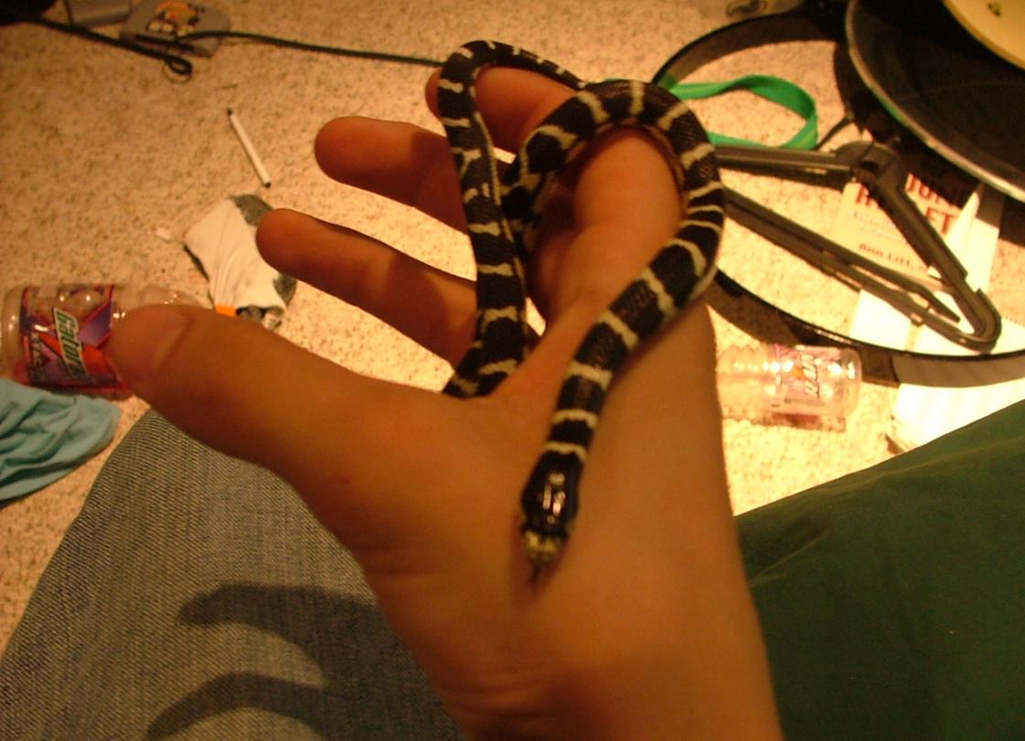 Nosferatu baby California Kingsnake