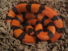 07MHypohondo