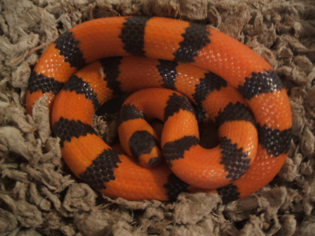 07MHypohondo