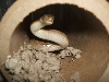 07malemexpine