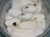 Easten Milks Hatching