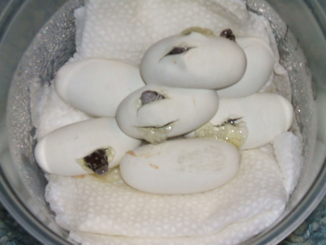 Easten Milks Hatching