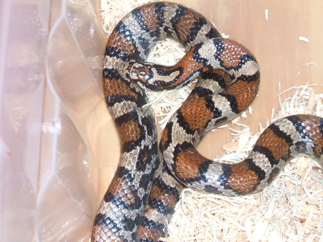 Female Eastern
