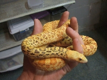 Female hypo stillwater outcrossed to Texas Bull