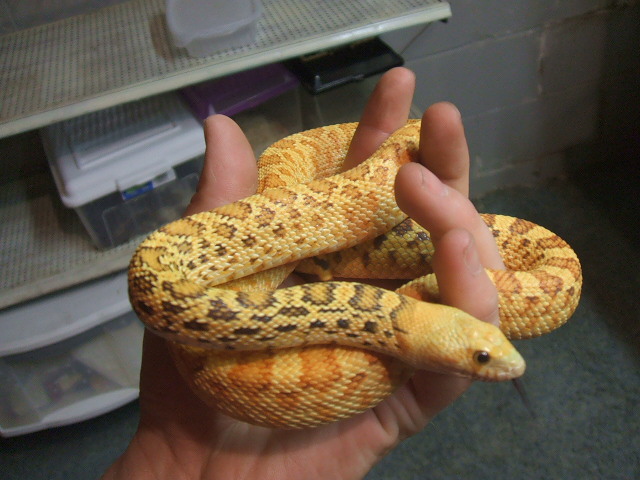 Female hypo stillwater outcrossed to Texas Bull
