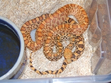 Male hypo stillwater