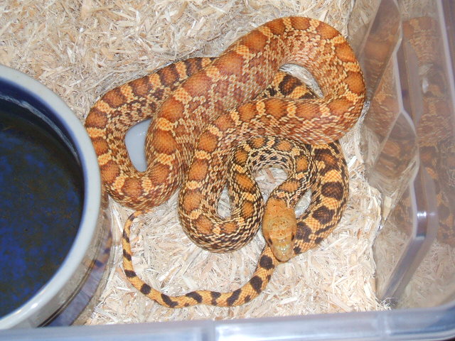 Male hypo stillwater