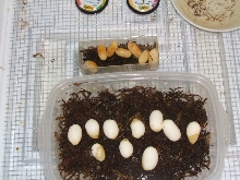 Western Hog eggs