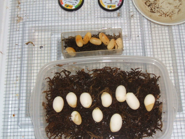 Western Hog eggs