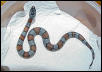 Lampropeltis Mexicana