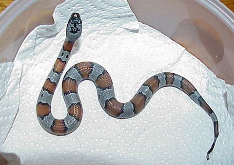 Lampropeltis Mexicana