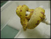 02' SNOWFLAKE ARU- $550.0