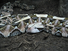 Gaboon Viper
