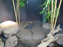 Water monitor Varanus salvator