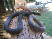 Coachwhip