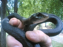 Black Racer