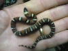 First annulata