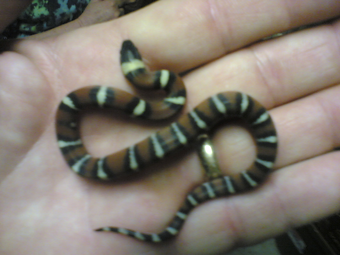 First annulata