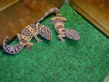 my two leopard geckos