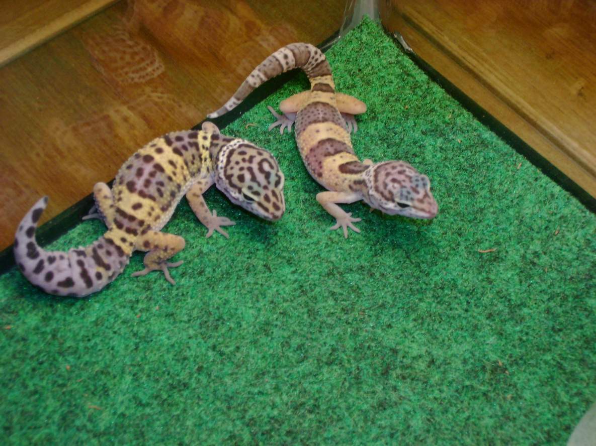 my two leopard geckos