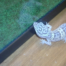 my leopard gecko looking at the glass