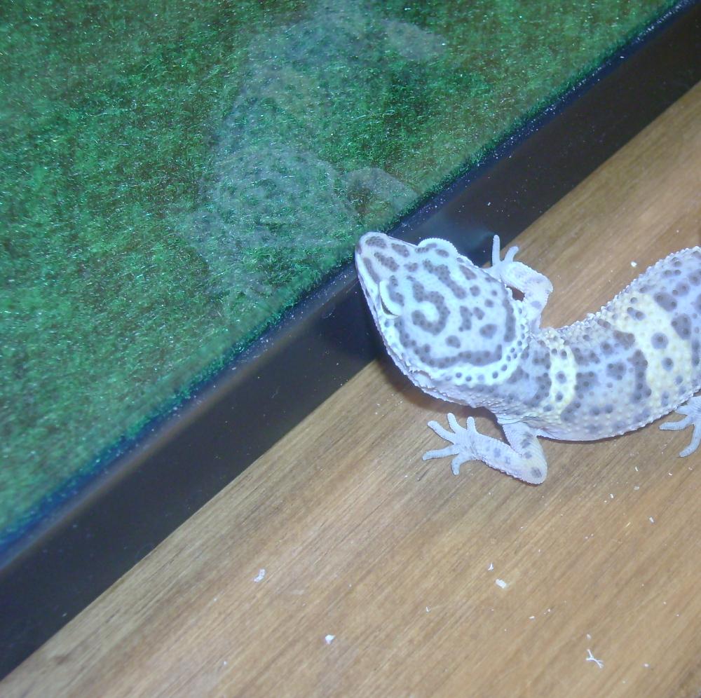 my leopard gecko looking at the glass