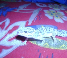leopard gecko