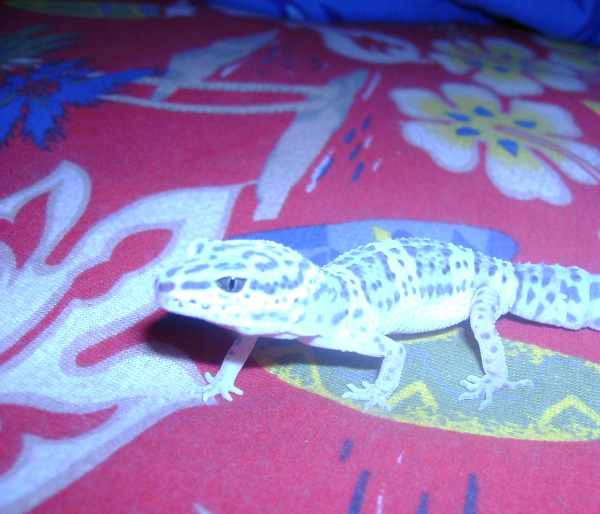 leopard gecko