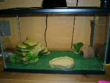 leopard gecko cage set up
