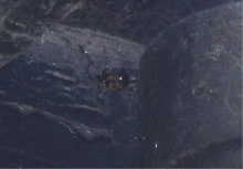 What spider is this? (sorry for bad quality)